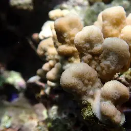 Hood Coral, photo 1