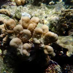 Hood Coral, photo 2