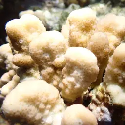 Hood Coral, photo 3