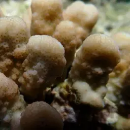 Hood Coral, photo 4