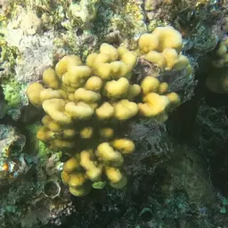 Hood Coral, photo 5