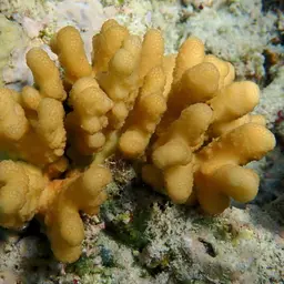 Hood Coral, photo 6