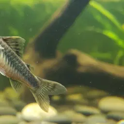 Sucker catfish, photo 2