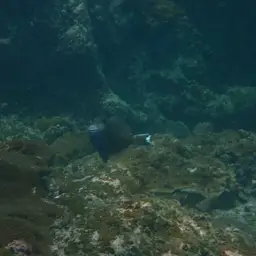 Black Triggerfish, photo 2