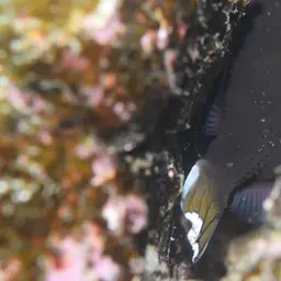 Black Triggerfish, photo 3