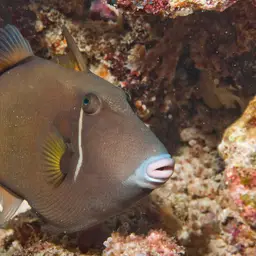 Black Triggerfish, photo 4