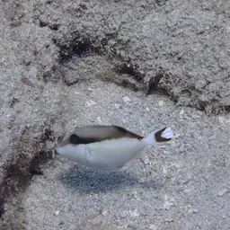 Black Triggerfish, photo 5