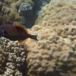 Black Triggerfish, photo 6