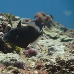 Black Triggerfish, photo 7
