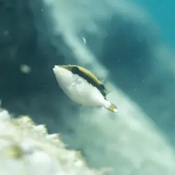 Black Triggerfish, photo 8