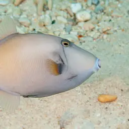 Black Triggerfish, photo 9