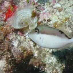 Black Triggerfish, photo 10