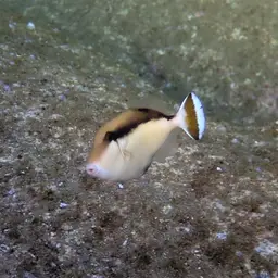 Black Triggerfish, photo 11