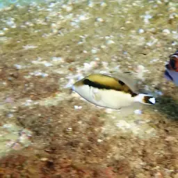 Black Triggerfish, photo 12