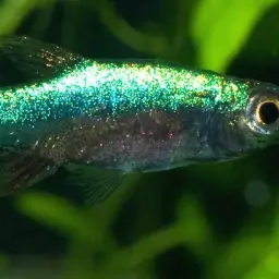 Neon Blue Rasbora