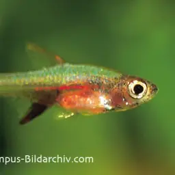 Neon Blue Rasbora, photo 2