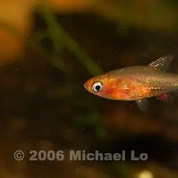 Neon Blue Rasbora, photo 3