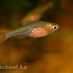 Neon Blue Rasbora, photo 4