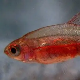 Neon Blue Rasbora, photo 5