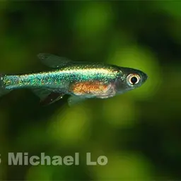 Neon Blue Rasbora, photo 6
