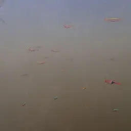 Neon Blue Rasbora, photo 7