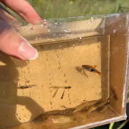 Neon Blue Rasbora, photo 11
