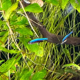 Neon Blue Rasbora, photo 12