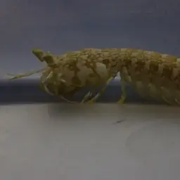 Swollen-claw Mantis, photo 2