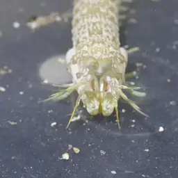 Swollen-claw Mantis, photo 3