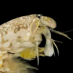 Swollen-claw Mantis, photo 5