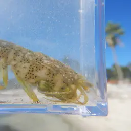 Swollen-claw Mantis, photo 7