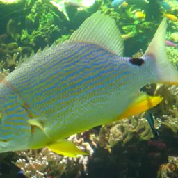 Blue-lined Sea Bream, photo 1
