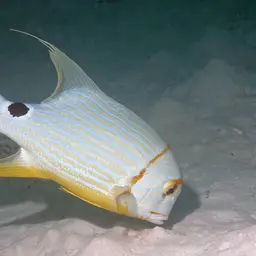 Blue-lined Sea Bream, photo 2