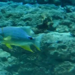 Blue-lined Sea Bream, photo 3