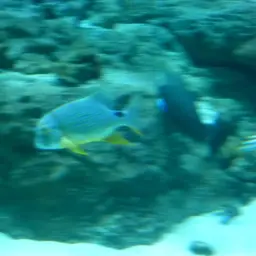Blue-lined Sea Bream, photo 4