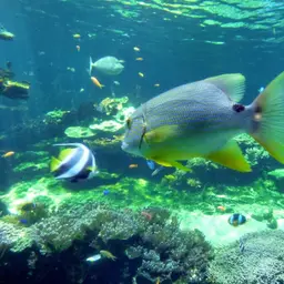 Blue-lined Sea Bream, photo 5