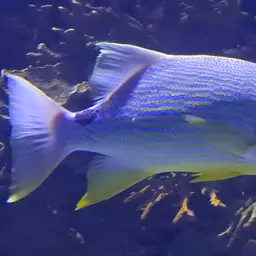 Blue-lined Sea Bream, photo 6
