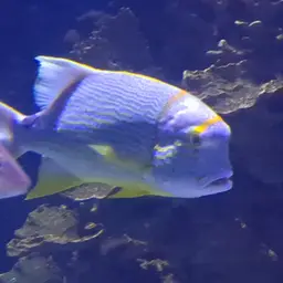 Blue-lined Sea Bream, photo 7