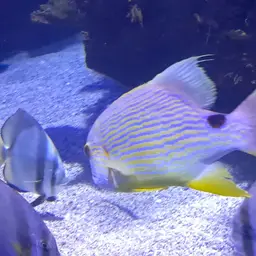 Blue-lined Sea Bream, photo 8
