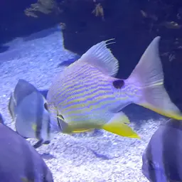 Blue-lined Sea Bream, photo 9