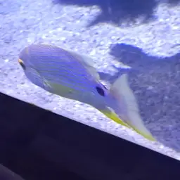 Blue-lined Sea Bream, photo 10