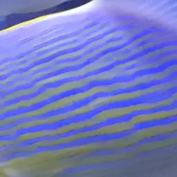 Blue-lined Sea Bream, photo 11