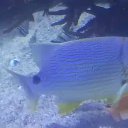 Blue-lined Sea Bream, photo 12