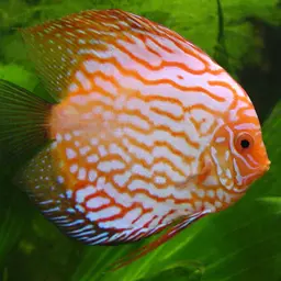 Discus, photo 1