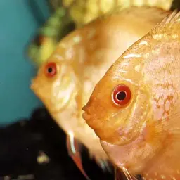 Discus, photo 2