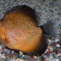 Discus, photo 3