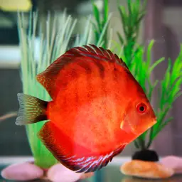 Discus, photo 4