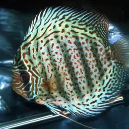 Discus, photo 5