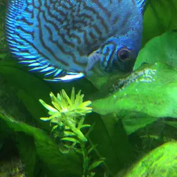 Discus, photo 6