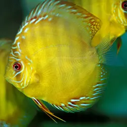 Discus, photo 7